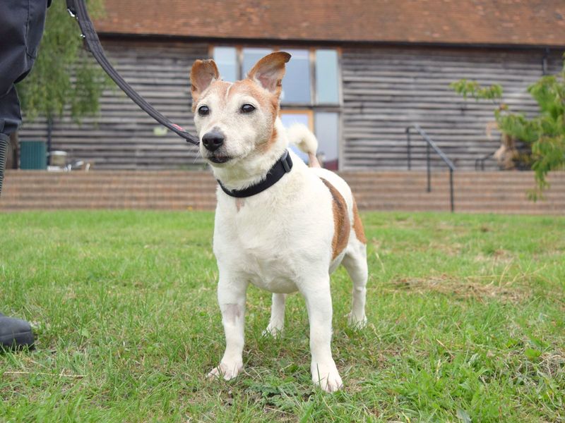 Jack Russell for adoption in Uxbridge, London – 12 years old - Image 2 of 3