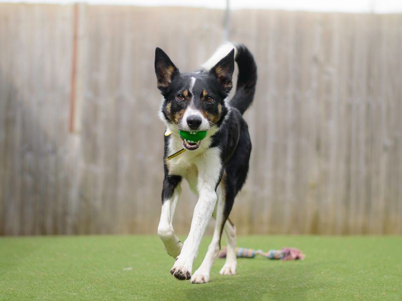 Border Collie for adoption in Liverpool, Merseyside – 2 years old