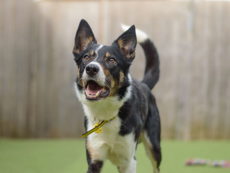 Border Collie for adoption in Liverpool, Merseyside – 2 years old - Image 2 of 2