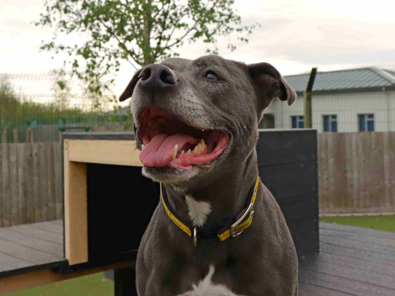 Staffordshire Bull Terrier for adoption in Glasgow, Scotland – 8 years old - Image 2 of 3