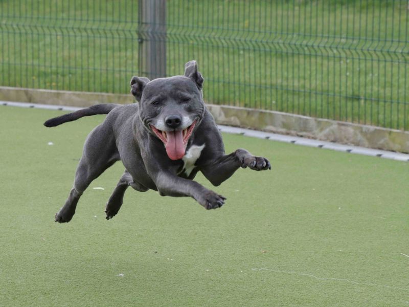 Staffordshire Bull Terrier for adoption in Glasgow, Scotland – 8 years old - Image 3 of 3