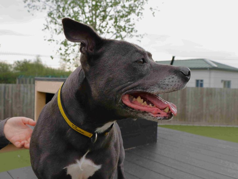 Staffordshire Bull Terrier for adoption in Glasgow, Scotland – 8 years old