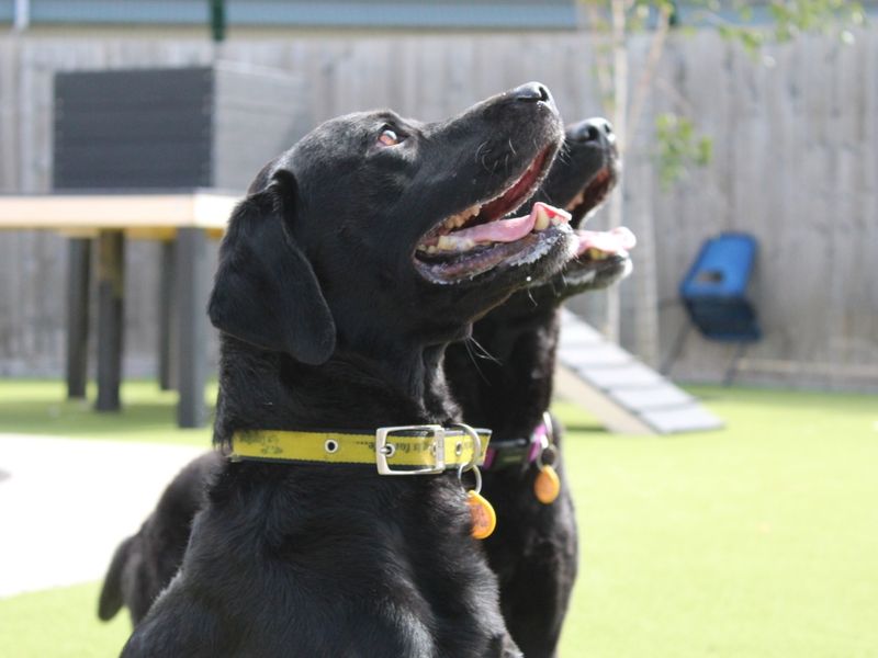Greg and Billy | Retriever (Labrador) | Evesham (Worcestershire) - 1