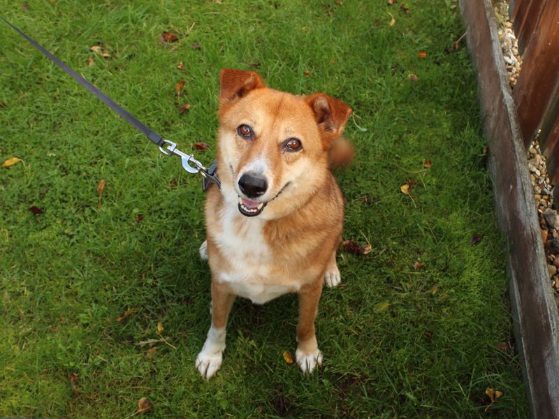 Doushka, a 6 years old female Crossbreed available for adoption from Dogs Trust in Newbury