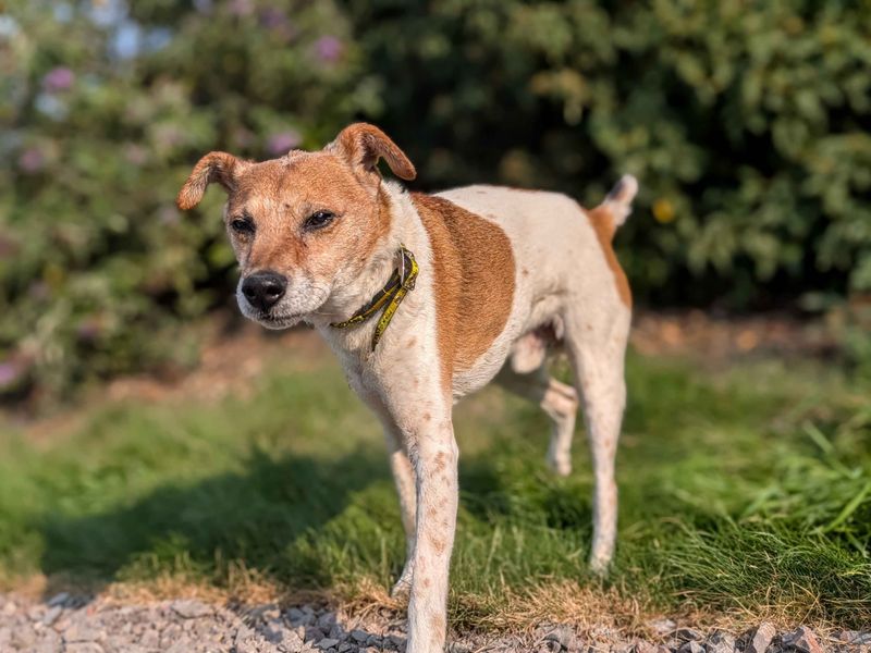 Jack Russell Terrier for adoption in Cardiff, Glamorgan – 14 years old - Image 3 of 5
