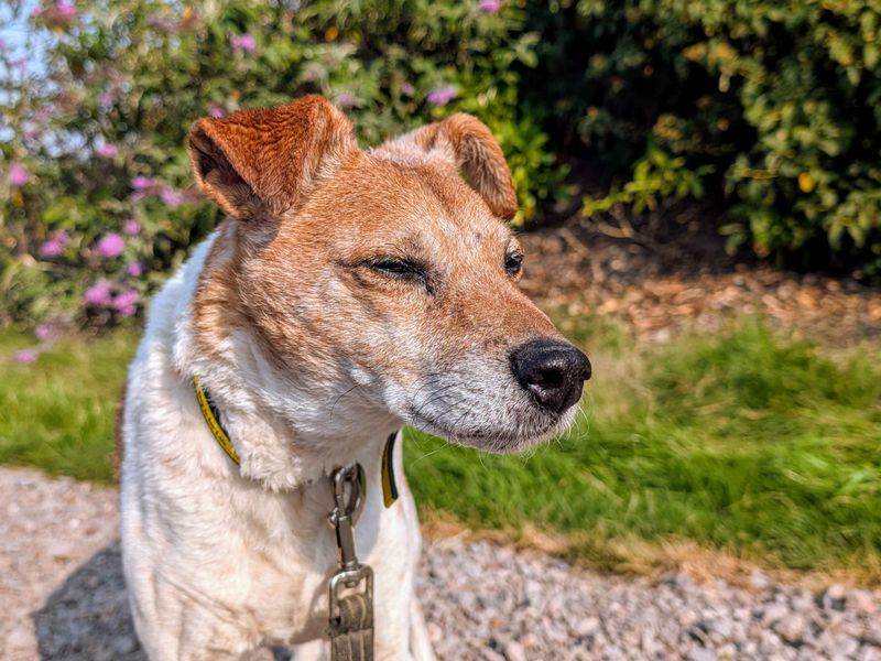 Jack Russell Terrier for adoption in Cardiff, Glamorgan – 14 years old - Image 4 of 5