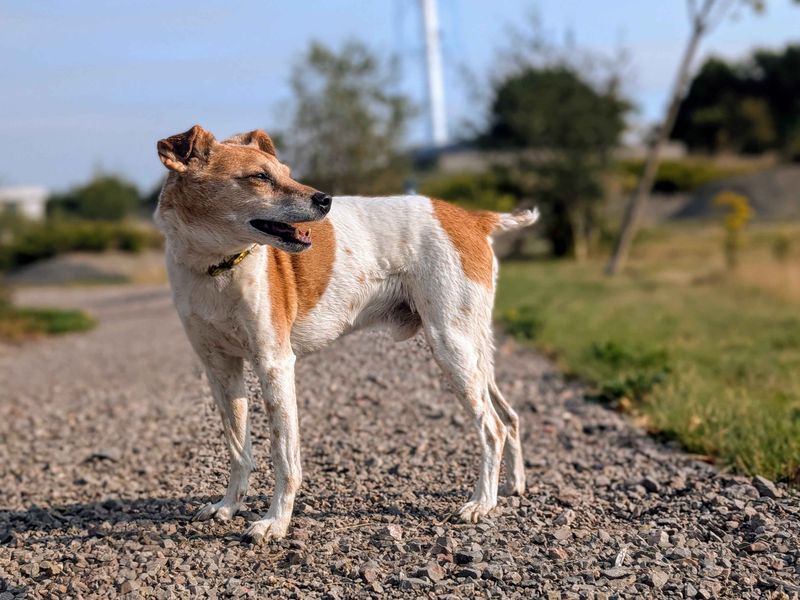 Jack Russell Terrier for adoption in Cardiff, Glamorgan – 14 years old - Image 5 of 5