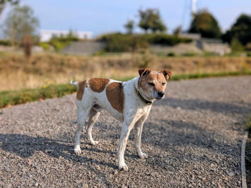 Jack Russell Terrier for adoption in Cardiff, Glamorgan – 14 years old