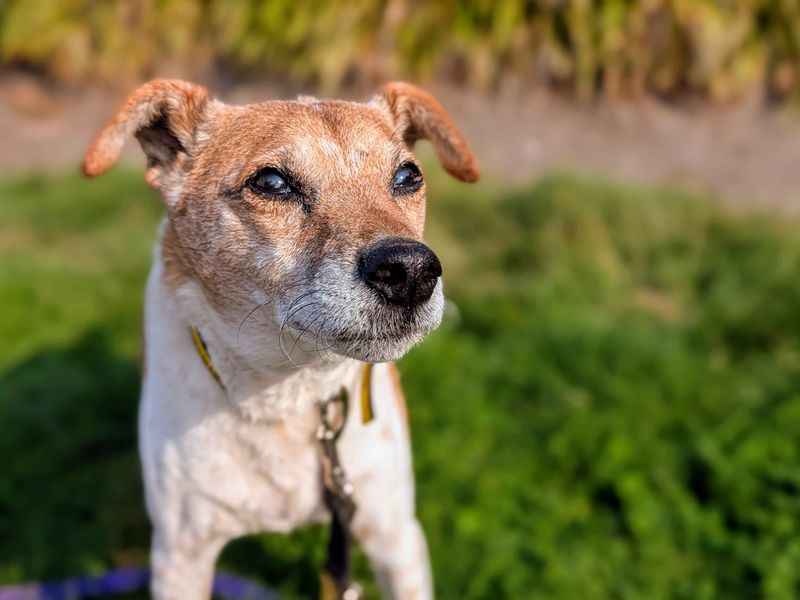 Jack Russell Terrier for adoption in Cardiff, Glamorgan – 14 years old - Image 2 of 5