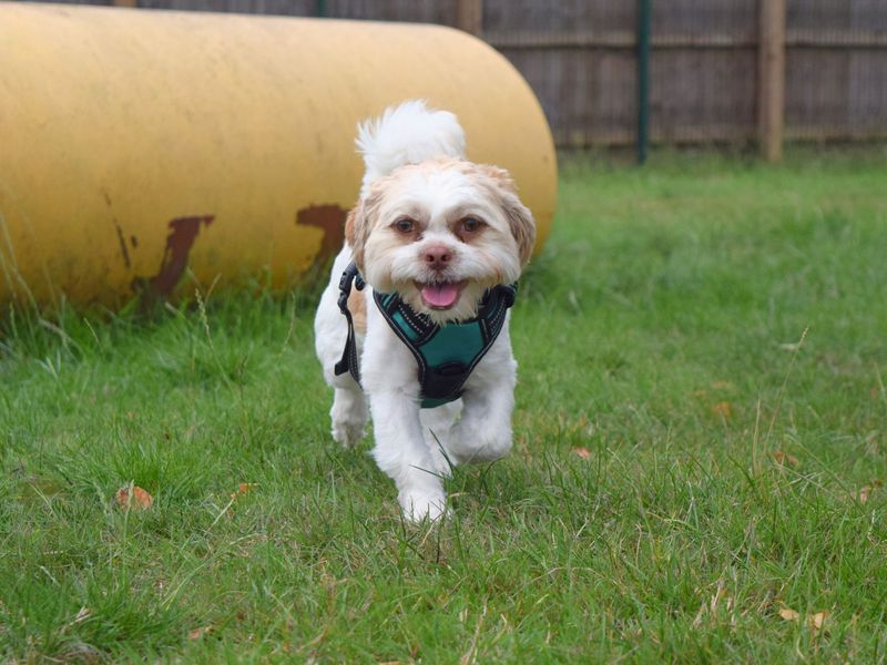 Filo | Shih Tzu Cross | Harefield West London - 1