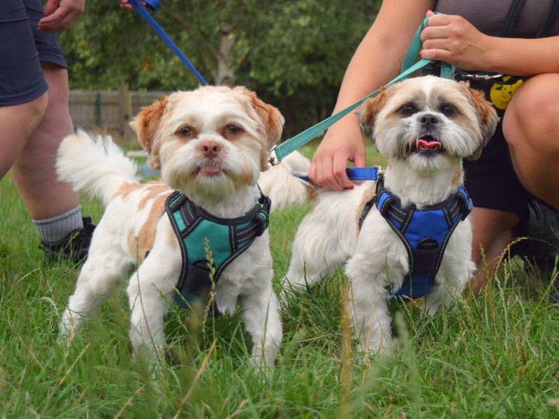 Shih Tzu for adoption in Uxbridge, London – 1 year old - Image 2 of 5