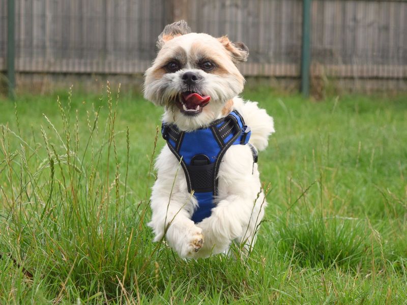 Shih Tzu for adoption in Uxbridge, London – 1 year old - Image 4 of 5