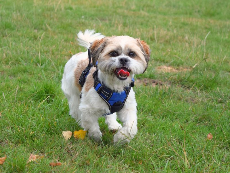 Shih Tzu for adoption in Uxbridge, London – 1 year old - Image 5 of 5