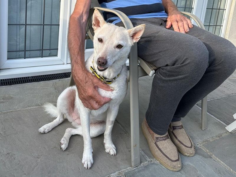Diamond | Korean Jindo | Basildon (Essex) - 1