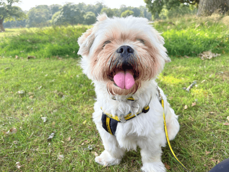 Rocky | Lhasa Apso | Dundee - 1