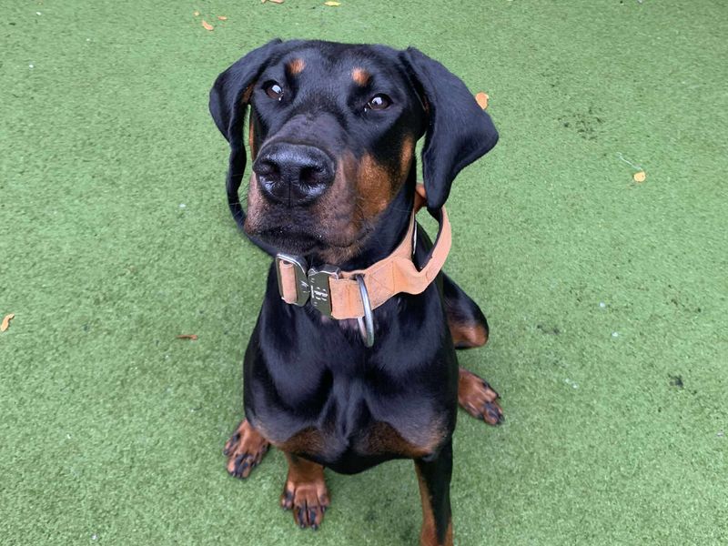 Melon | Dobermann | Manchester - 1