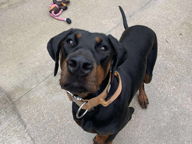 Doberman for adoption in Manchester, Greater Manchester – 1 year old - Image 2 of 3