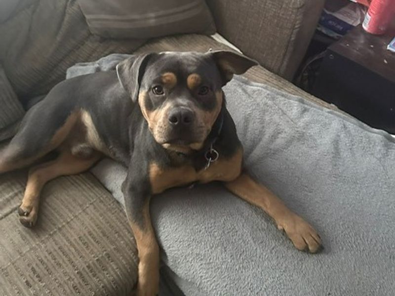 French Bulldog for adoption in Newton Tony, Wiltshire – 1 year old