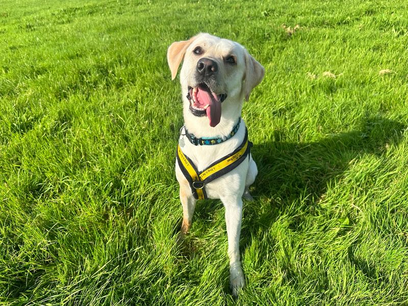 Dudley | Retriever (Labrador) | Bridgend (Wales) - 1