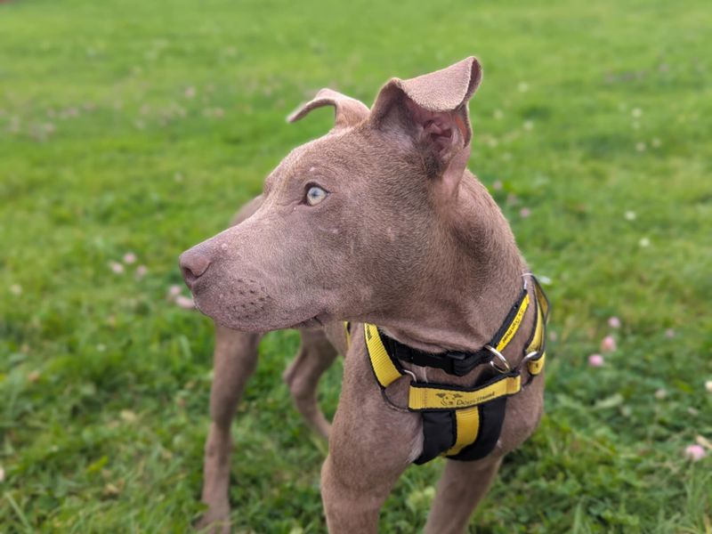 Staffordshire Bull Terrier for adoption in Mid Glamorgan, Wales – 7 months old - Image 4 of 5