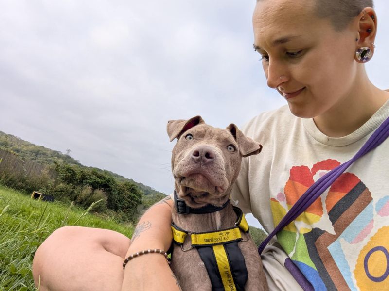 Staffordshire Bull Terrier for adoption in Mid Glamorgan, Wales – 7 months old - Image 2 of 5