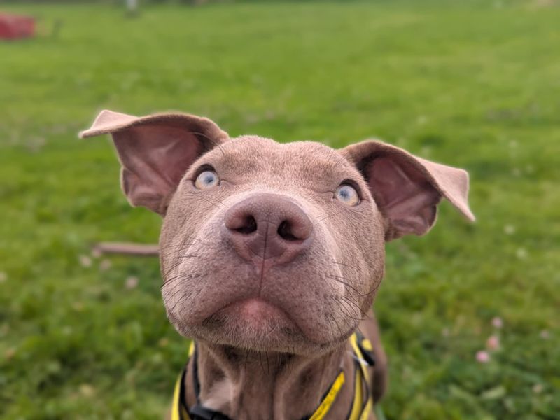 Staffordshire Bull Terrier for adoption in Mid Glamorgan, Wales – 7 months old
