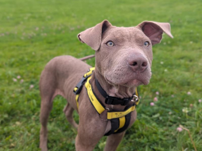 Staffordshire Bull Terrier for adoption in Mid Glamorgan, Wales – 7 months old - Image 3 of 5