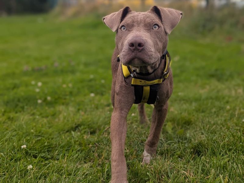 Staffordshire Bull Terrier for adoption in Mid Glamorgan, Wales – 7 months old - Image 5 of 5