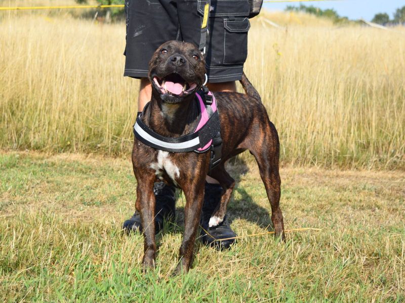 Boxer for adoption in Uxbridge, London – 8 years old - Image 2 of 2