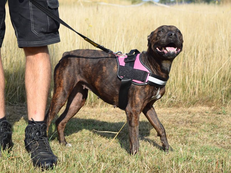 Boxer for adoption in Uxbridge, London – 8 years old