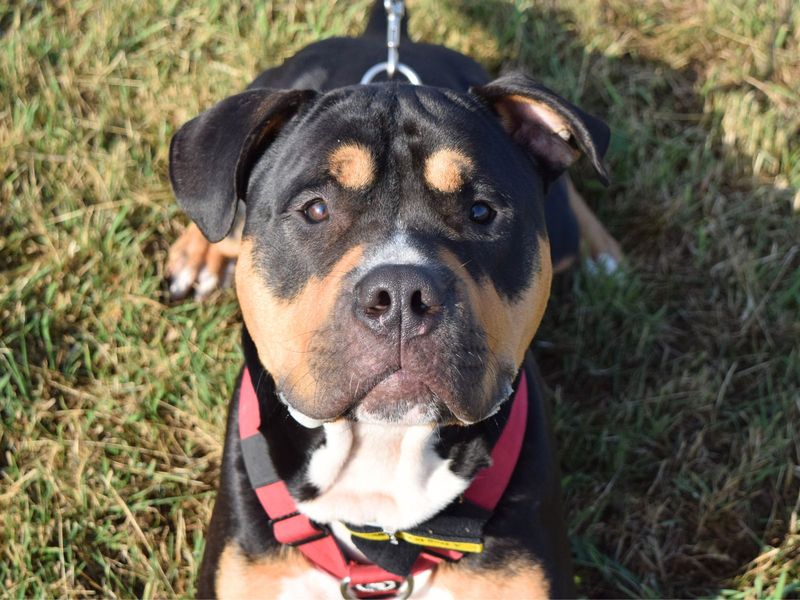 American Bulldog for adoption in Uxbridge, London – 1 year old - Image 2 of 3
