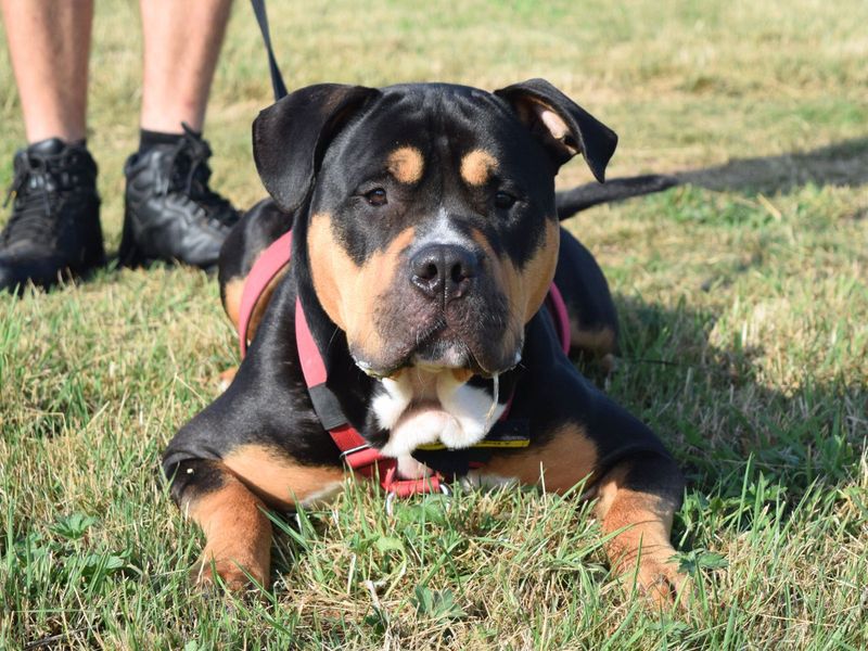 American Bulldog for adoption in Uxbridge, London – 1 year old - Image 3 of 3