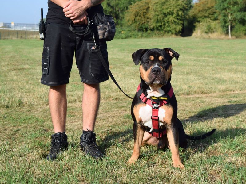 Kairo | American Bulldog Cross | Harefield West London - 1
