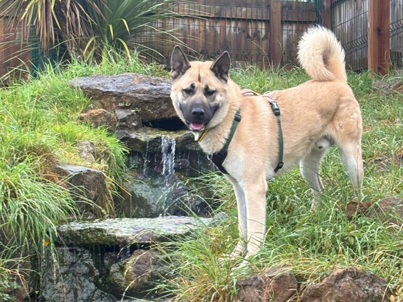 German Shepherd for adoption in Uxbridge, London – 2 years old