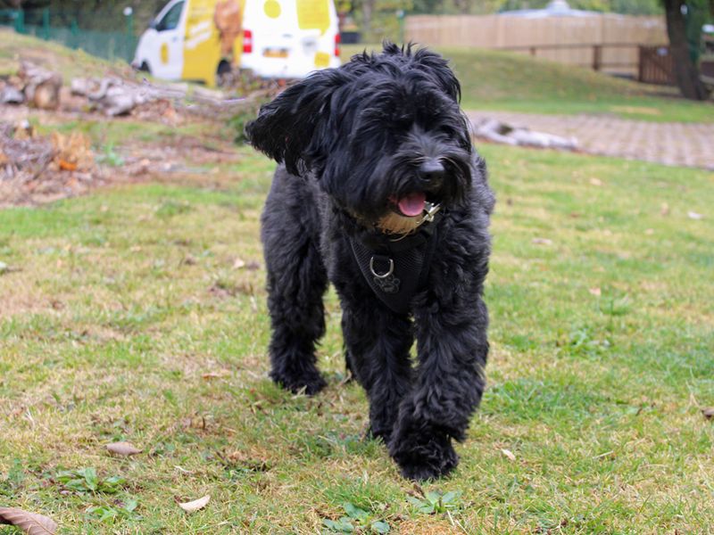 Cocker Spaniel for adoption in Liverpool, Merseyside – 5 years old - Image 3 of 3