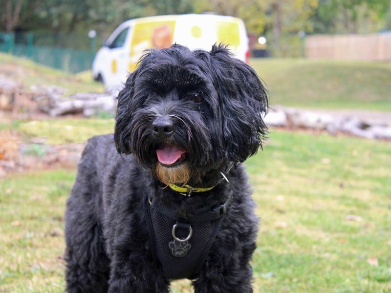Poodle for adoption in Liverpool, Merseyside – 5 years old