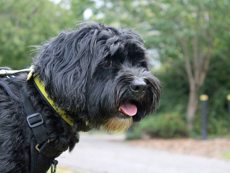 Cocker Spaniel for adoption in Liverpool, Merseyside – 5 years old - Image 2 of 3