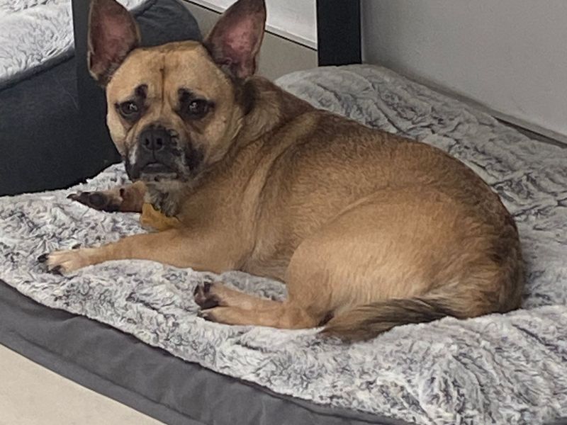 French Bulldog for adoption in Mid Glamorgan, Wales – 1 year old
