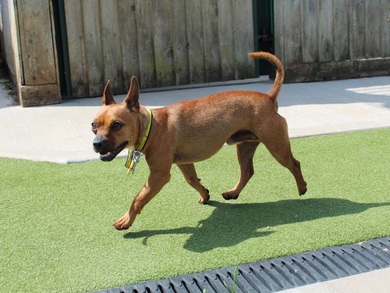 Jack Russell for adoption in Evesham, Worcestershire – 1 year old