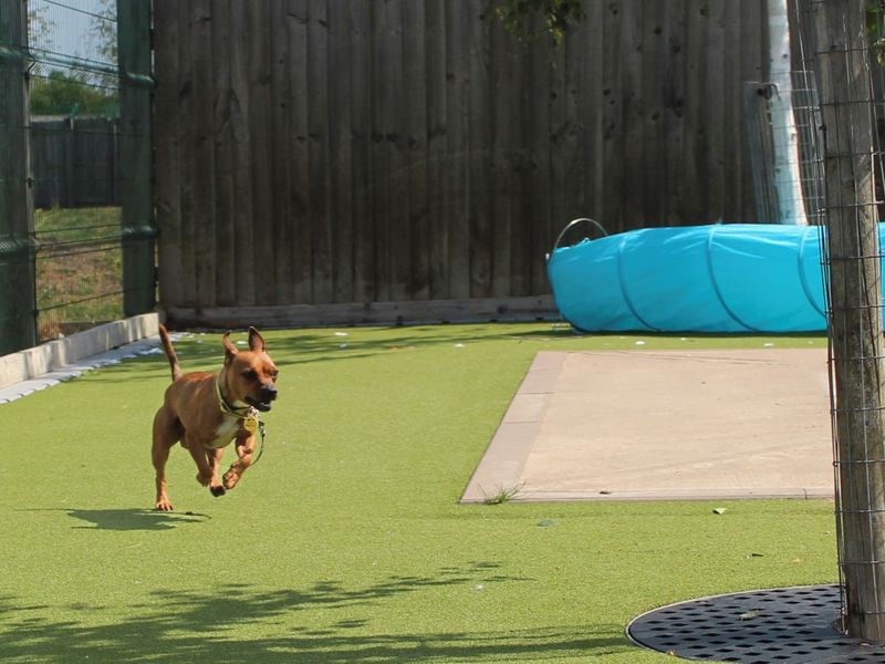Jack Russell for adoption in Evesham, Worcestershire – 1 year old - Image 3 of 4