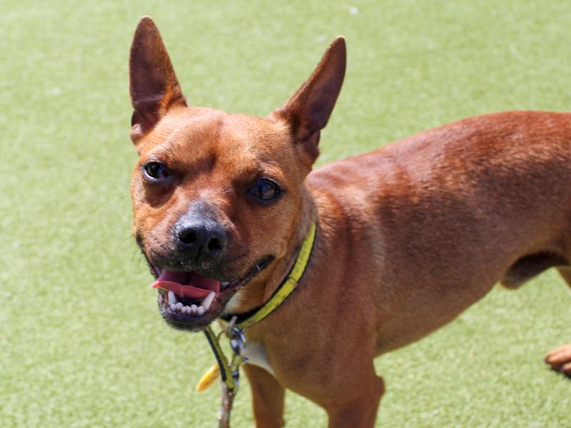 Jack Russell for adoption in Evesham, Worcestershire – 1 year old - Image 2 of 4