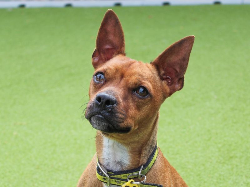 Little Red | Terrier (Jack Russell) Cross | Evesham (Worcestershire) - 1