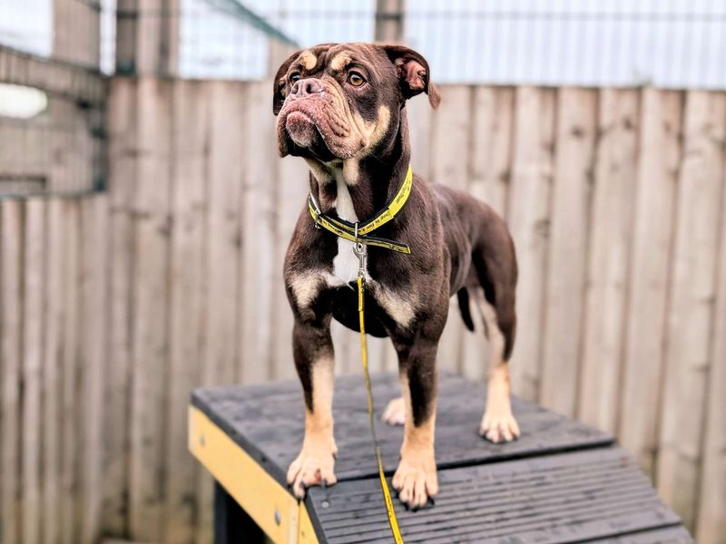 English Bulldog Dogs And Puppies For Adoption