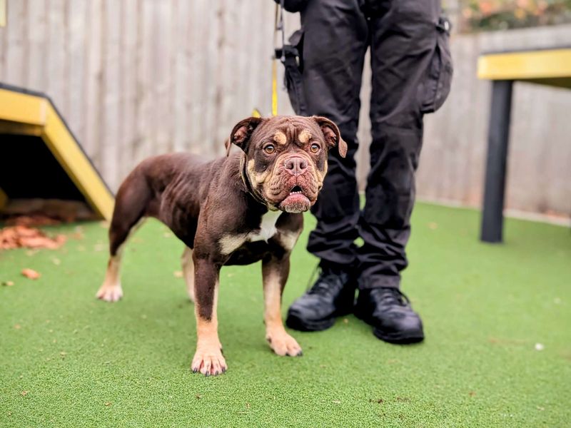 English Bulldog for adoption in Cardiff, Glamorgan – 2 years old - Image 4 of 7