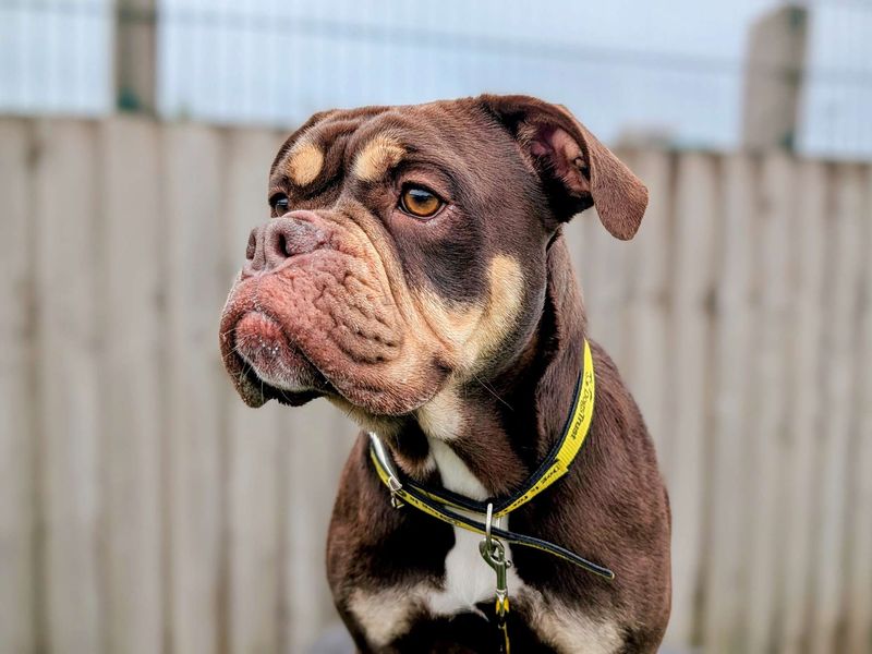 English Bulldog for adoption in Cardiff, Glamorgan – 2 years old - Image 5 of 7