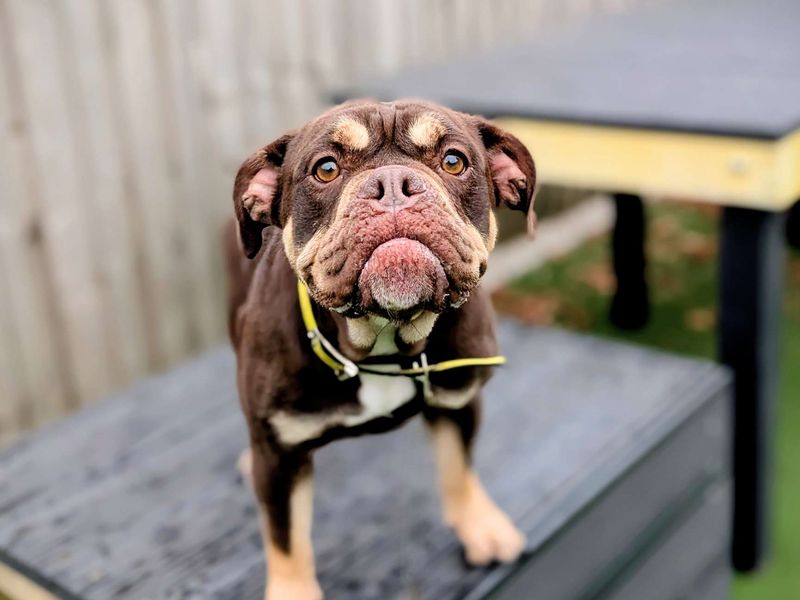 English Bulldog for adoption in Cardiff, Glamorgan – 2 years old - Image 7 of 7