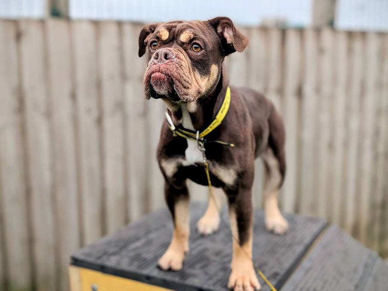 English Bulldog for adoption in Cardiff, Glamorgan – 2 years old - Image 6 of 7