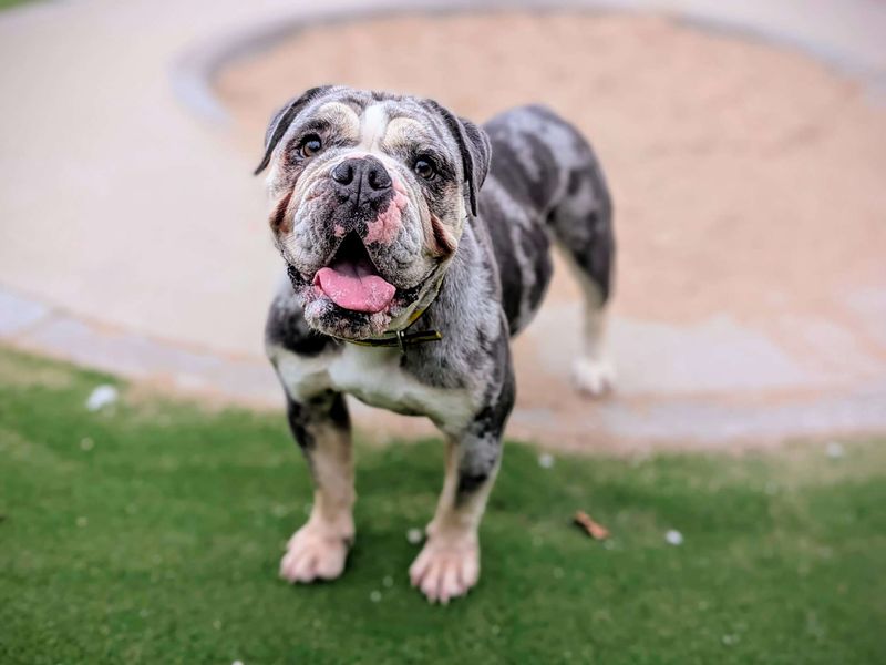 Raspberry Ripple | Bulldog | Cardiff - 1
