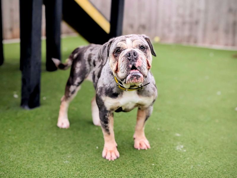 English Bulldog for adoption in Cardiff, Glamorgan – 2 years old - Image 2 of 6