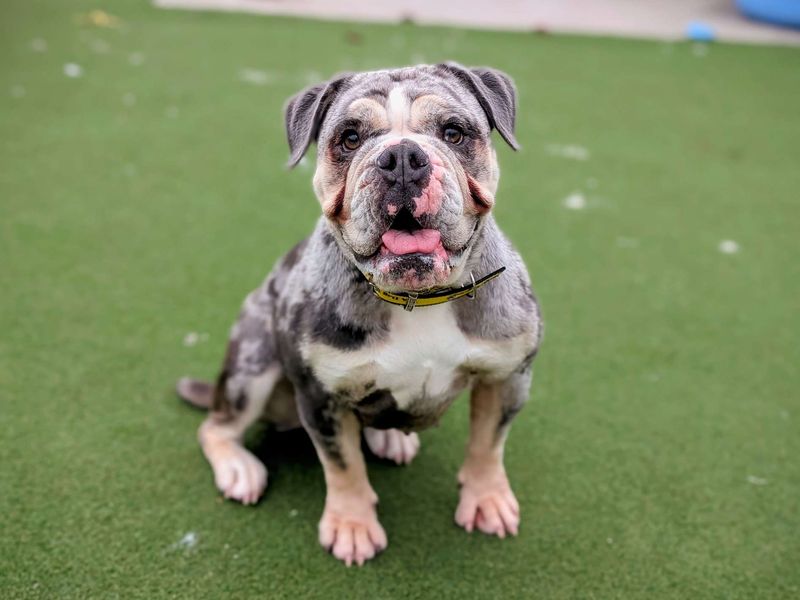 English Bulldog for adoption in Cardiff, Glamorgan – 2 years old - Image 5 of 6